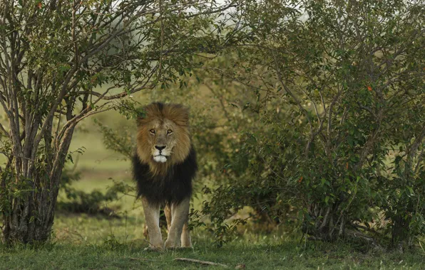 Картинка хищник, лев, animal