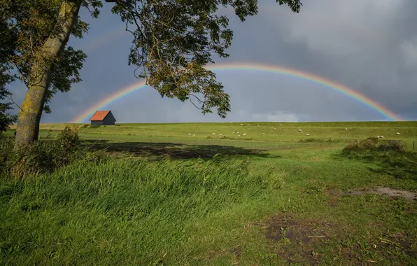 Дом, фото, радуга, луг, Нидерланды, Kreileroord