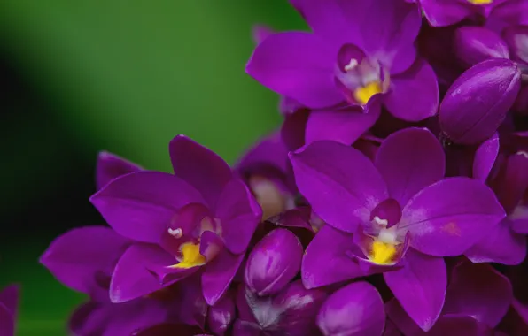 Макро, лепестки, лиловый, орхидея