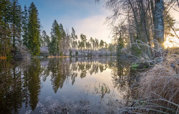 Лес, небо, вода, солнце, деревья, отражение, река, кусты