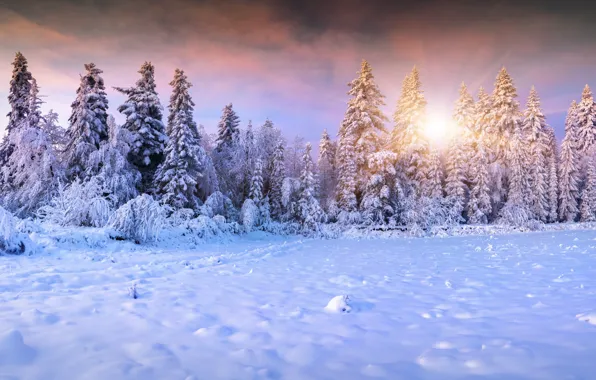 Зима, солнце, снег, елки, landscape, winter, snow