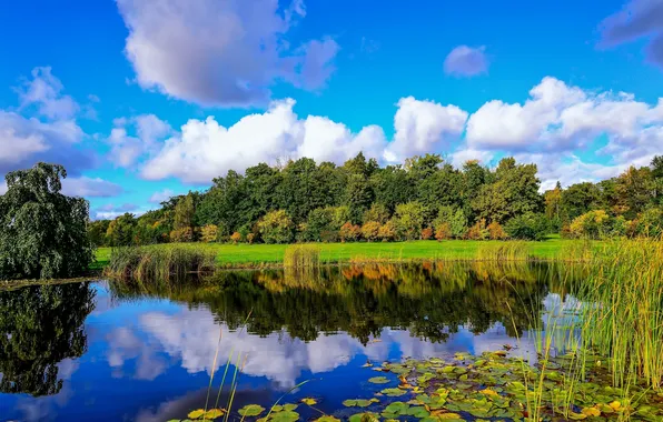 Картинка лес, облака, пруд, отражение, камыш, Финляндия, Finland