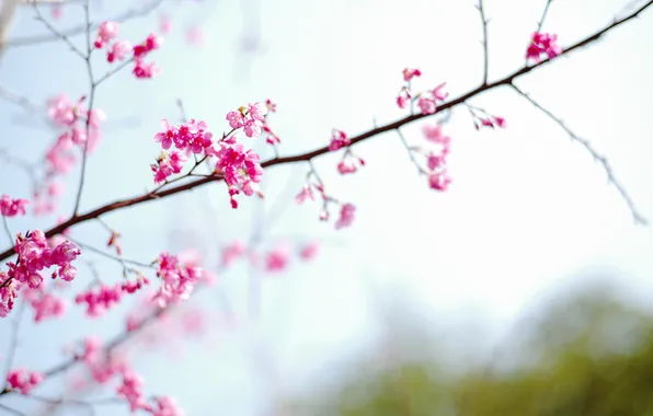 Flower, sakura, spring