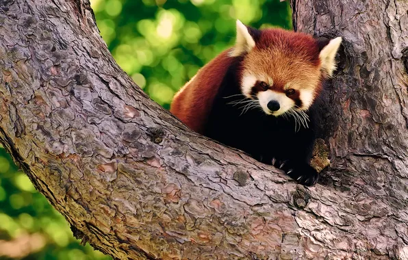 Картинка дерево, панда, кора, firefox, красная, боке, злая, малая
