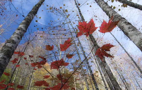 Картинка осень, листья, деревья, ветки