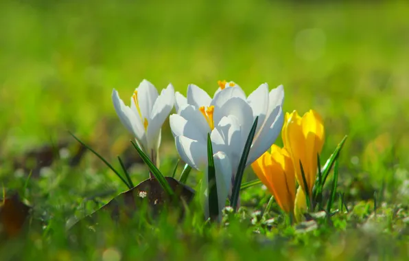 Flower, spring, crocus, bloom