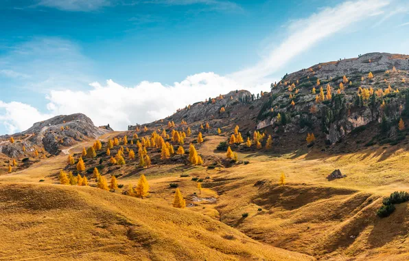Forest, rocks, mountainous, various colors