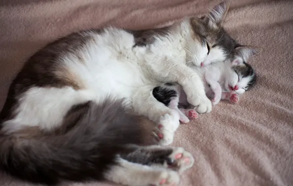 Кошка, любовь, котенок, фон, кровать, сон, маленький, малыш