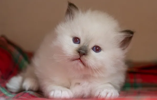 Кошка, белый, взгляд, поза, котенок, портрет, малыш, мордочка