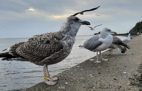 Morze, Falochron, Morskie Ptaki