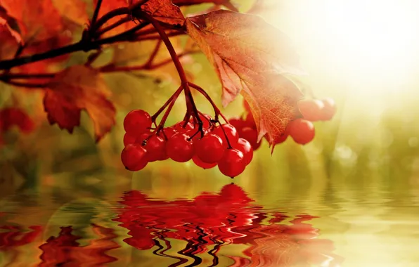 Картинка осень, вода, природа, ягоды, коллаж, калина
