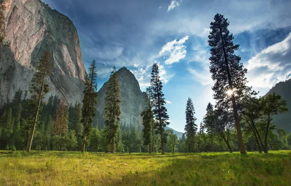 Картинка лес, природа, гора, растения, Yosemite National Park