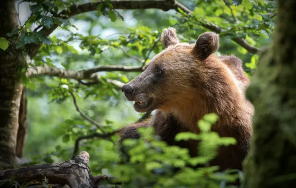 Картинка лес, морда, медведь, профиль, Александр Перов