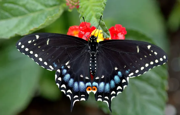 Красивая яркая бабочка в саду