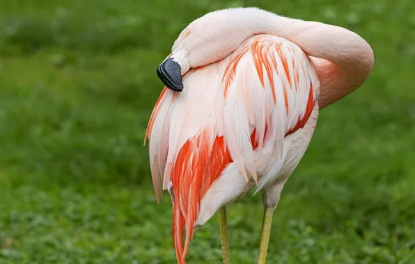 Картинка птица, фламинго, шея