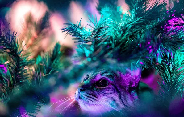 Кошка, кот, взгляд, морда, свет, ветки, сиреневый, размытие
