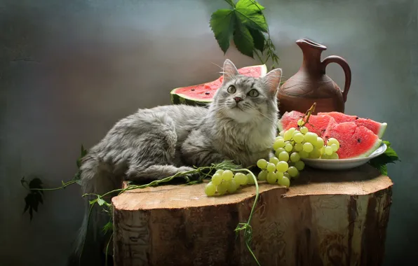 Картинка кошка, кот, ягоды, животное, пень, арбуз, виноград, кувшин