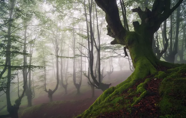 Картинка лес, туман, дерево