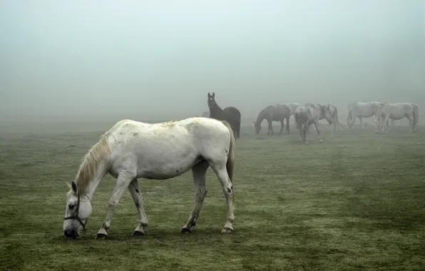 Field, horses, foggy
