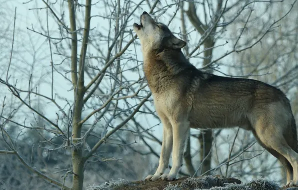 Картинка nature, predator, animal, wolf, wildlife, howling, Canis lupus, portrait.