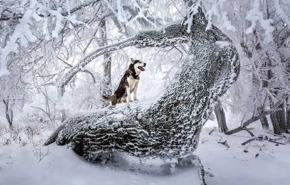Картинка зима, лес, снег, деревья, природа, собака, хаски