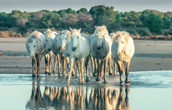 Природа, отражение, кони, лошади, водоем, морды, стадо