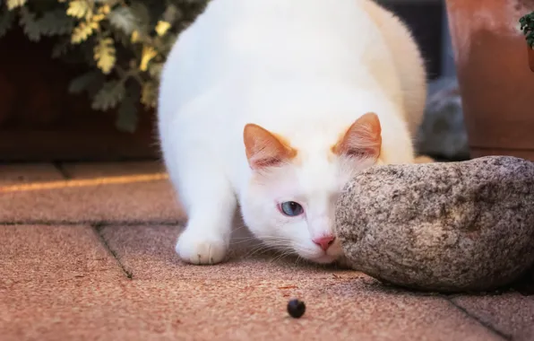 Кошка, взгляд, поза, камень, плитка, игра, белая, охота