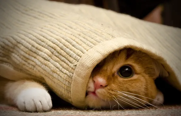 Кошка, взгляд, дом