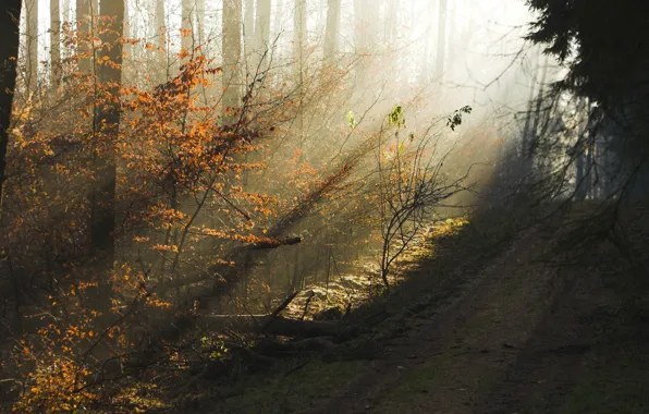 Картинка дорога, осень, лес, деревья, красота, вечер, утро, дымка