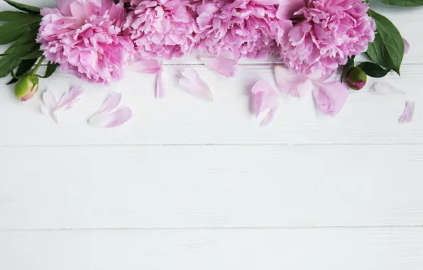 Картинка цветы, розовые, wood, pink, flowers, пионы, peonies