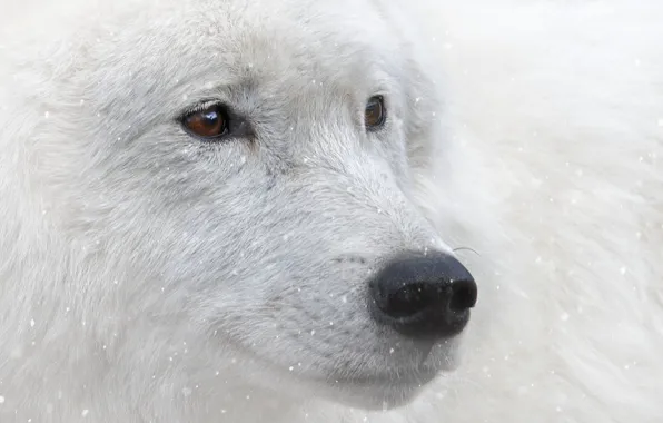 Картинка взгляд, снег, животное, карие глаза, белый волк