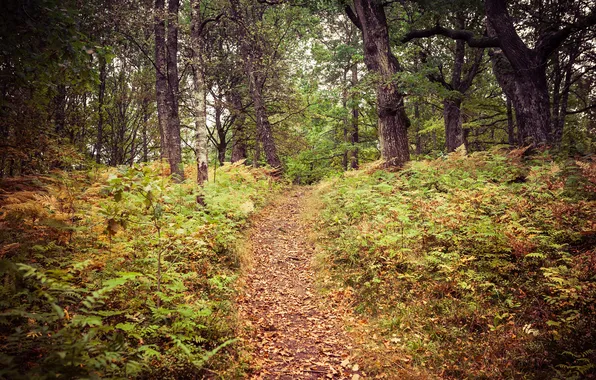 Картинка осень, лес, листья, деревья, путь