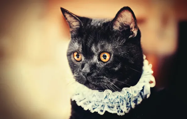 Глаза, кот, ожерелье