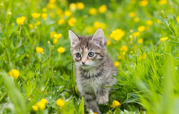 Зелень, кошка, лето, трава, взгляд, поза, котенок, серый