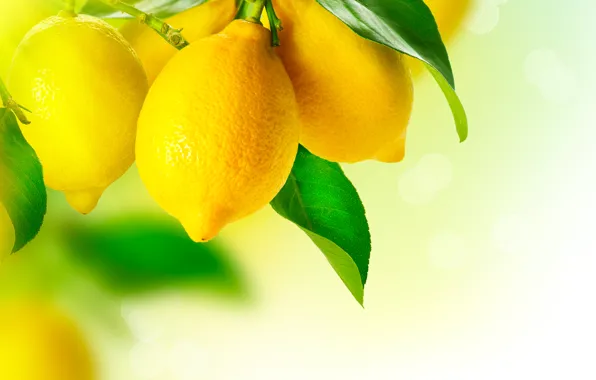 Картинка lemon, yellow, fruit, plant