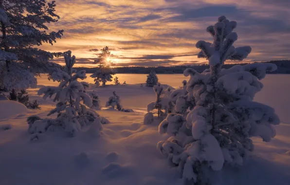 Зима, снег, деревья, закат, Норвегия, сугробы, Norway