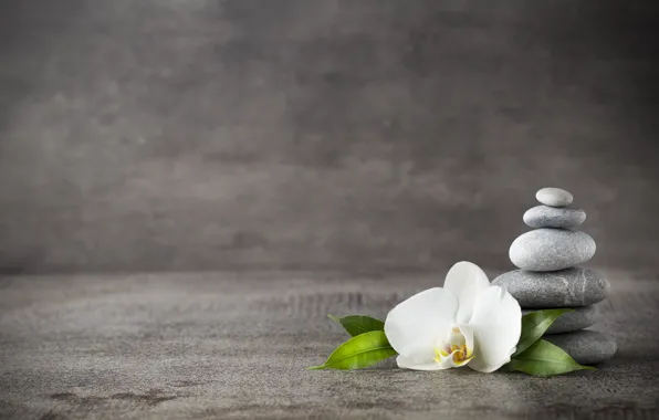 Камни, орхидея, orchid, spa