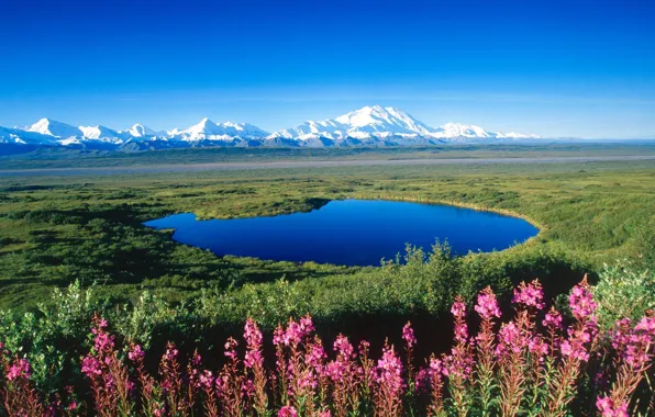 Снег, цветы, горы, озеро, степь, Аляска