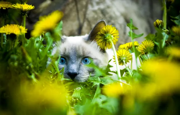 Картинка кошка, кот, взгляд, морда, цветы, одуванчики