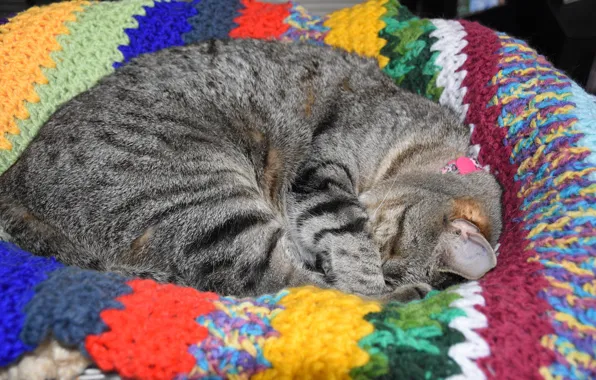 Кот, спит, плед