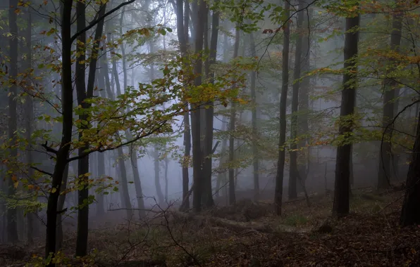 Туман, деревья, лес, природа