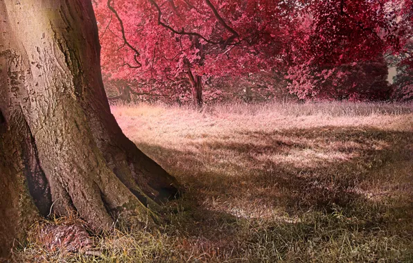 Картинка осень, лес, трава, листья, деревья, поляна
