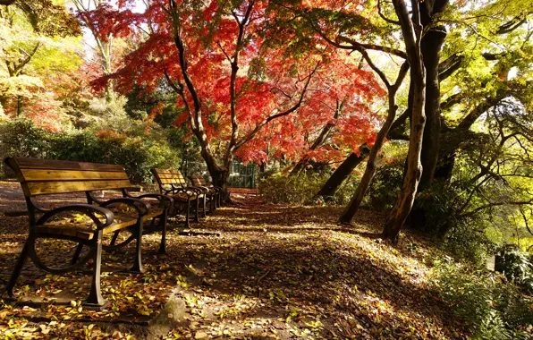 Картинка Осень, Парк, Fall, Листва, Park, Autumn, Colors, Листопад