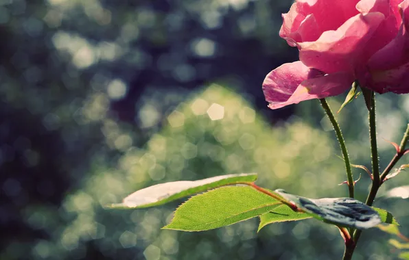 Листья, цветы, лепестки