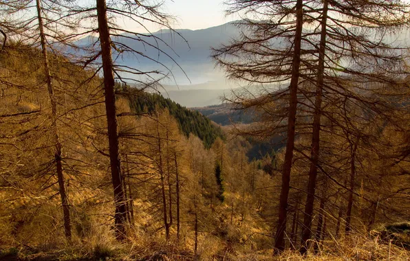 Картинка осень, лес, горы
