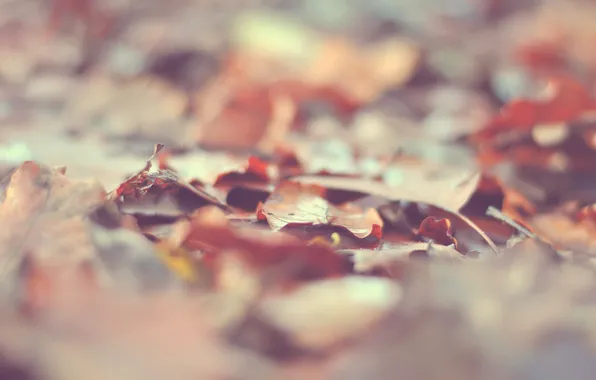 Осень, листья, макро
