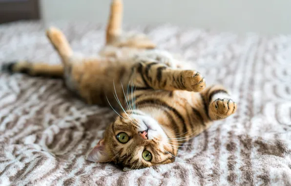 Кошка, кот, взгляд, поза, лапки, покрывало, постель, лежит