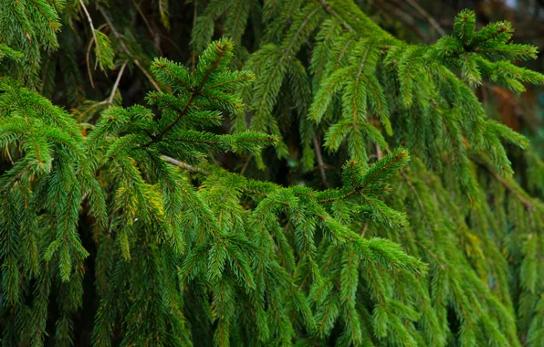 Spruce, twig, coniferous