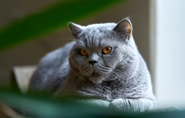 Кошка, кот, взгляд, морда, свет, серый, лежит, недовольный