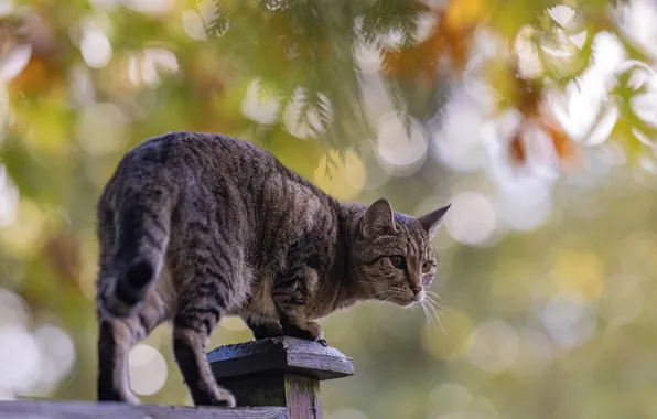 Осень, кошка, кот, взгляд, ветки, природа, поза, блики
